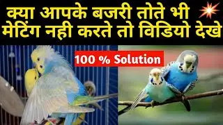 Bajri Tote Mating Nahi Karte Uskai 5 Main Reason | Budgies Mating Start Kar Denge 100 % Solution