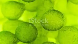 explanation of Bioreactors, The Powerhouse of Biotechnology