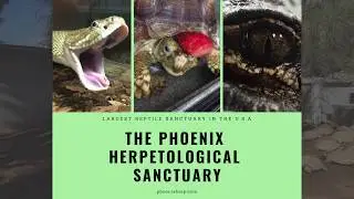 Phoenix Herpetological Sanctuary Presents.... Part 2.5