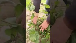 Trim off excess young grape shoots on the vine. #farming #easyfarming #satisfying