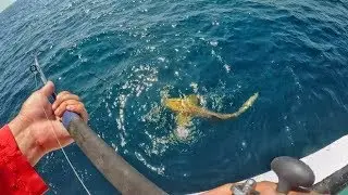 200 LB Shark Breaks My Rod Fishing Offshore!! ITS SHARK WEEK! (Key Largo FL)