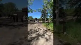 Fort Edmonton Park #park #fortedmonton