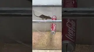 Brilliant mouse trap using simple materials #mousetrap #diy #shorts #mouse