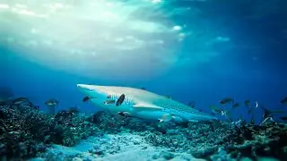 J'ai plongé et poursuivi un requin dans la Grande Barrière de Corail (anecdote de voyage)