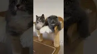 #memes #allevamento #cat #cuccioli #gatto #munchkin #munchkincat #scottish #kitten #funnyvideo