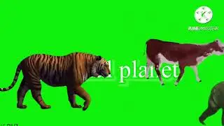 Animals planet green screen stampede