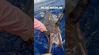 One of the craziest days you could have fishing #belize #fishing #deepseafishing
