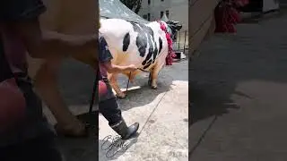 #biggestbull #heavybulls #strongbull #fyp #hassanpakistani