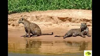 Wildlife Safari Photography Tours with Ay Adventures -  @ay adventure .