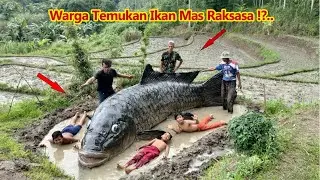Kemunculan ikan mas raksasa dari sawah