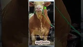 sapi jumbo #sapilucu #sapimoo