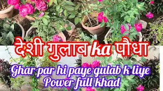 Desi gulab care and tips#देशी गुलाब की देखभाल#grow beautiful desi Gulab#rose