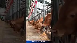 Automatic Cow Feeding System: Cows Eat Grain in Modern Dairy Farm