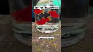 Exotic molly fish available for sale #shorts #youtubeshorts #fish #aquarium #mollyfish