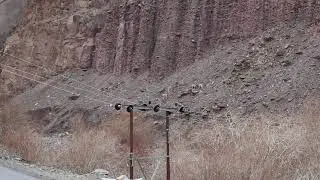 Indian Wildlife Adventures : Ladakh Urial in Rumbak Valley