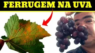 Como acabar com a [ ferrugem ] nas plantas
