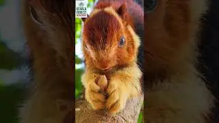 The Flying Jewel of Kerala&rsquo;s Forests &ndash; The Malabar Giant Squirrel!  #keralaforest