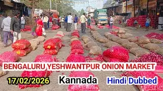 Today onion rate Bengaluru Yeshwantpur mandi || onion, kanda, iroli,vengai, pyaj,mandi,||