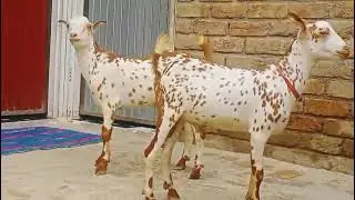 best colety goat 🐐 barbare animal good 👍#viralvideo #animals #super 9