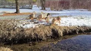 The Silver Appleyard Ducks of Three Bird Farm Take Flight