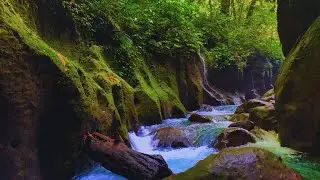 When River Flow Meets Birds Singing &ndash; The Ultimate Natural Therapy for Stress & Deep Sleep