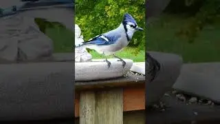 Blue jay announces their arrival
