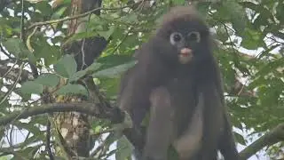 Dusky leaf monkey with long-tailed macaque