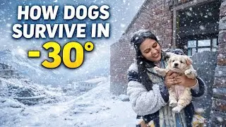 how dogs survive in Manali Sissu | Sissu snowfall update #animals #snowfall #survival #challenge 