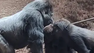 Gorilla mom gets angry all of a sudden.