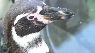 How To Become A Zookeeper