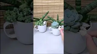 Sansevieria Boncel in Mugs for Table Decor💚 #plantdecor #homedecor #sansevieria #succulent #ideas