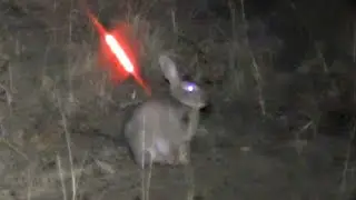 Bowhunting Rabbits NIGHT TIME