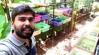 Live Guppy Breeding | My Farming EP170