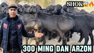 🇰🇬ARASHAN _🇹🇯XISORI. QOCHQORLAR KELDI 300 MING DAN ARZON😱✅