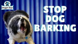 How To Stop Dog Barking