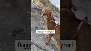 Dogs - step aside! It&rsquo;s my territory 😏 Song: @dustymdouglas #abyssinian #catshorts
