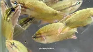 IKAN CUPANG SAWAH | CROAKING GOURAMI (Trichopsis vittata) Ikan Sawah