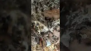 #antkeeping #polyrhachis #ants