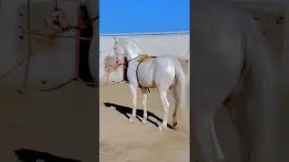 Akhal-Teke - Turkmen horse breed, from Turkmenistan