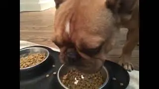 Marvin&rsquo;s breakfast!