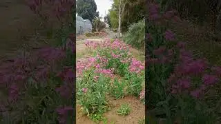 Horti-Hub, Samgong Williamnagar #shortsvideo
