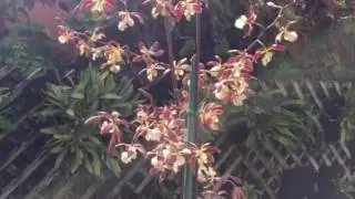 Encyclia hybrid
