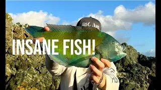 Reef Fishing In The Virgin Islands - EXOTIC FISH