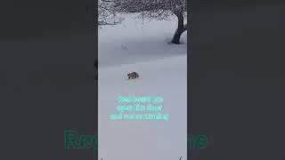 I opened the door, snow leopard, I mean feral cat came running for food 😊