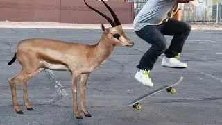 WHO CREATED 'GAZELLE' SPIN? Why?