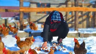 Winter Farm Day: Caring for Chickens & Ducks to Get Fresh Eggs