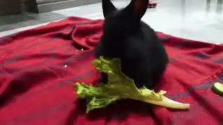 Наши кролики 🐰 08.03.2025 #harekfriendkaminahotahai #harekfriendkaminahotahai #rabbit #home #house 