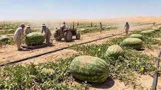 They Tried Growing Watermelons in the Desert - The Results Will Shock You