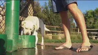 Concerns over leash rule rule violations in Encinitas
