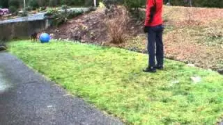 Intermediate Treibball (push ball) practice Clicker training